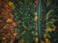 Picture of AUTUMN ROAD