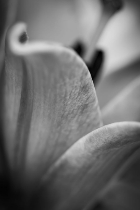 Picture of BLACK AND WHITE ABSTRACT FLOWER