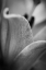 Picture of BLACK AND WHITE ABSTRACT FLOWER
