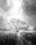 Picture of BLIZZARD