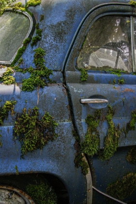 Picture of BLUE AND MOSS