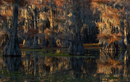 Picture of CADDO LAKE