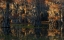 Picture of CADDO LAKE