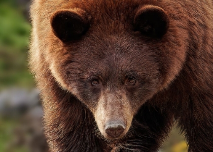 Picture of CINNAMON BEAR