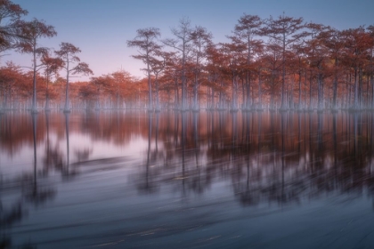 Picture of EVENING CYPRESSES