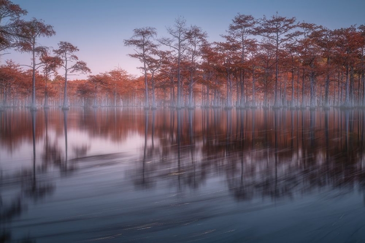 Picture of EVENING CYPRESSES