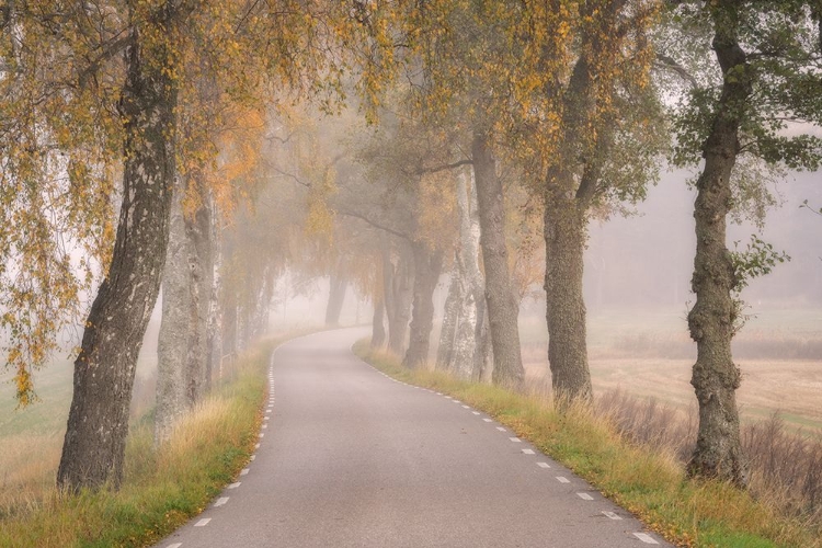 Picture of FALLING LEAVES