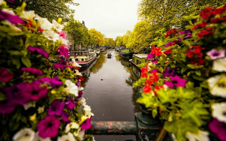 Picture of FLORAL IN AMSTERDAM