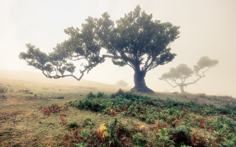 Picture of FOG