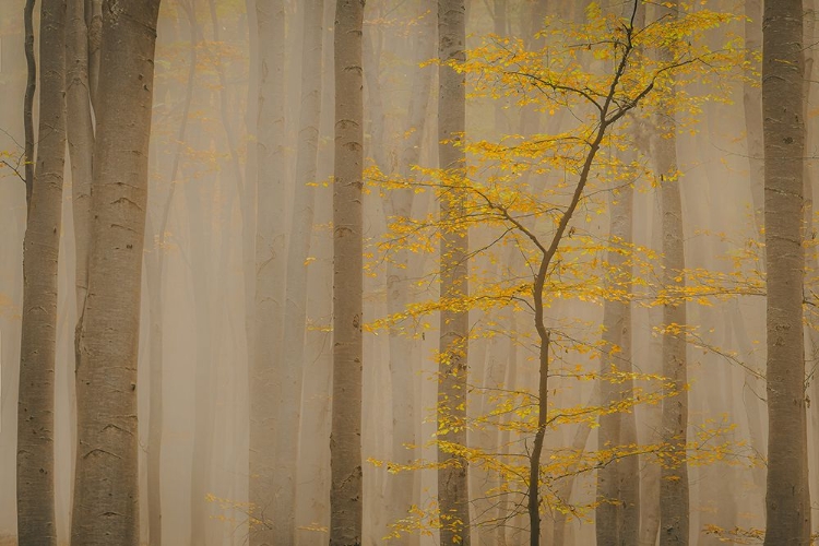 Picture of FOREST IN FALL