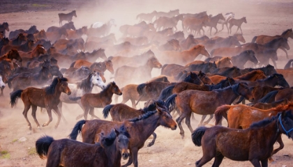 Picture of HORSES...