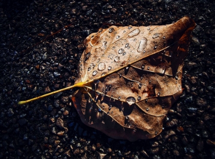 Picture of LEAF