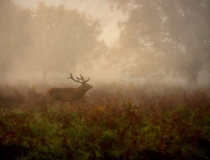 Picture of LORD OF THE ANCIENT FOREST