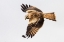 Picture of MILVUS MILVUS.