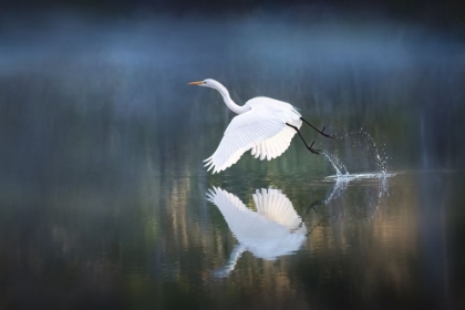 Picture of MORNING LIGHT