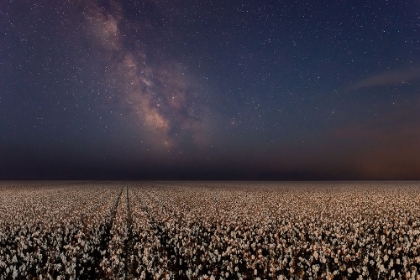 Picture of NIGHT IN A COTTON FIELD