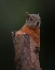 Picture of OLA KE ASE!?