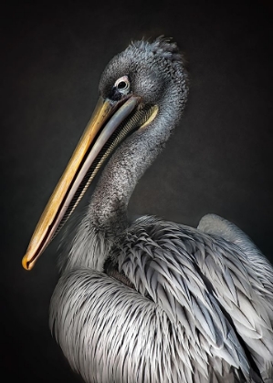 Picture of PELICAN PORTRAIT