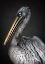 Picture of PELICAN PORTRAIT