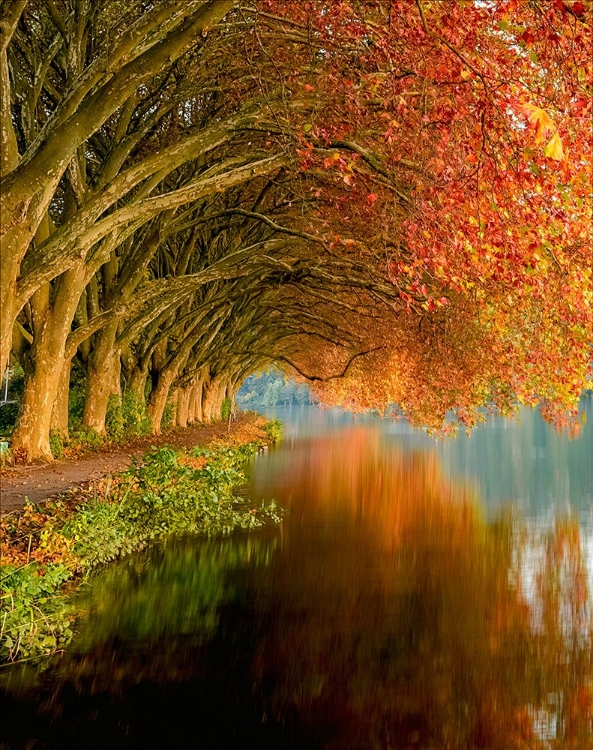 Picture of PLATANEN ALLEE