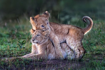 Picture of PLAYFUL LION CUBS