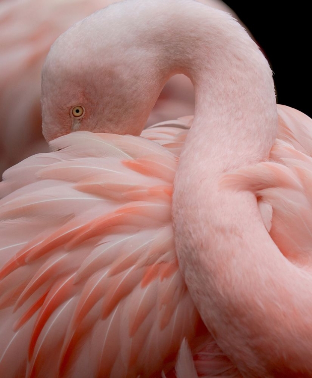 Picture of PORTRAIT OF A PINK FLAMINGO