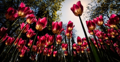 Picture of RED TULIPS...