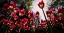 Picture of RED TULIPS...