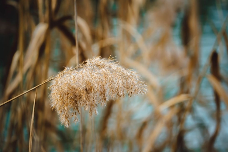 Picture of REED FLOWER