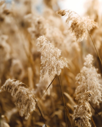 Picture of REED FLOWER