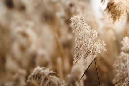 Picture of REED FLOWER