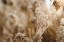 Picture of REED FLOWER
