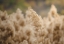 Picture of REED FLOWER