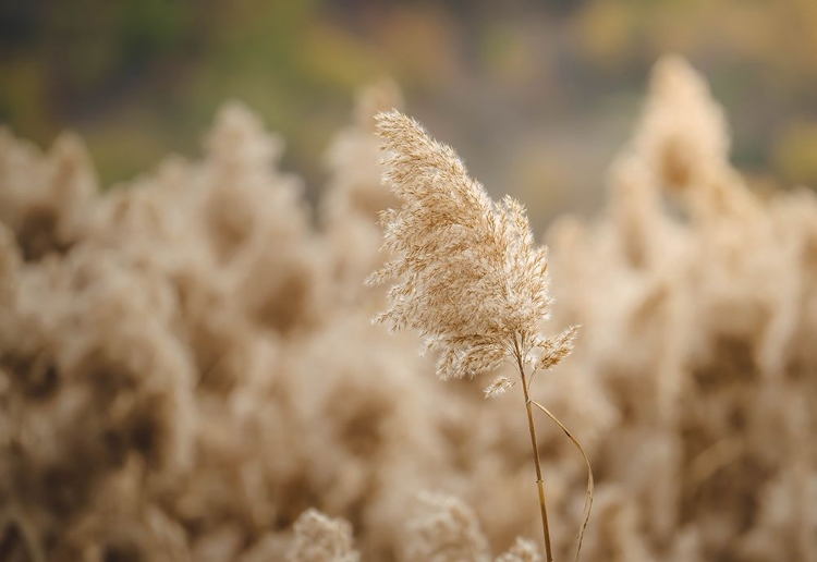 Picture of REED FLOWER