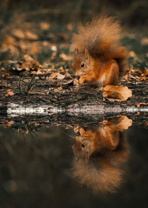 Picture of REFLECTION OF A RED SQUIRREL