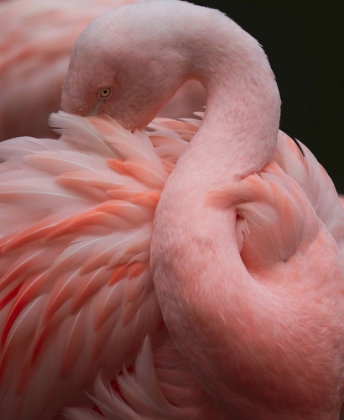 Picture of SO MANY FEATHERS