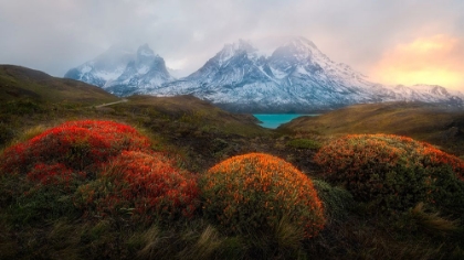 Picture of SPRING IN PATAGONIA