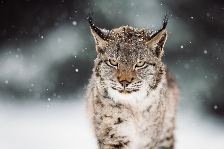 Picture of THE EURASIAN LYNX (LYNX LYNX)