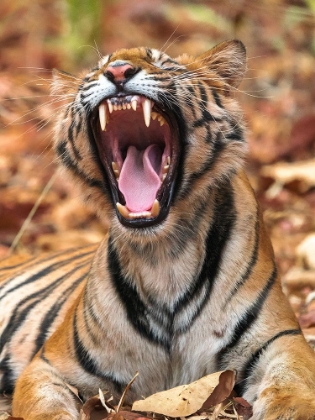 Picture of THE YAWNING TIGER