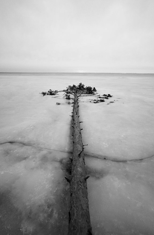 Picture of TREE IN ICE