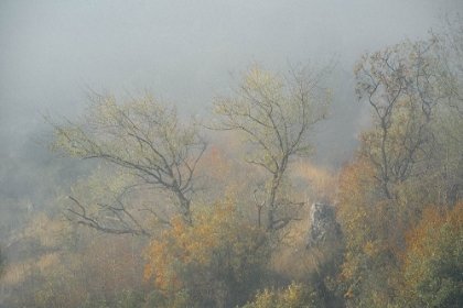 Picture of TREES IN FOG