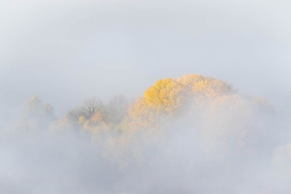 Picture of TREES IN FOG