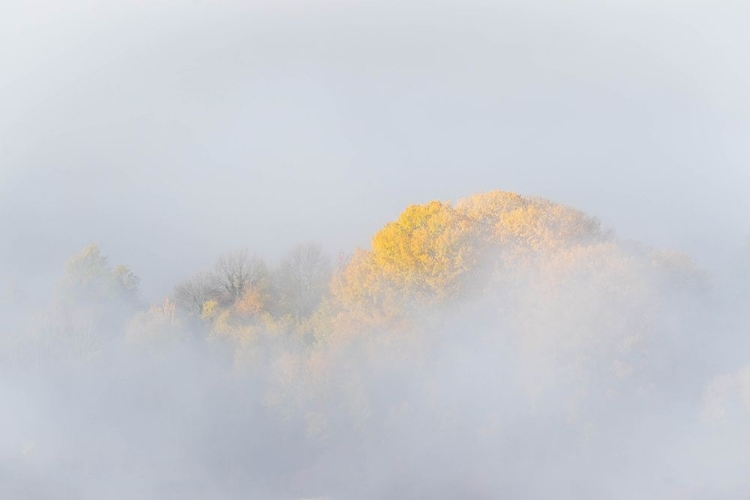 Picture of TREES IN FOG