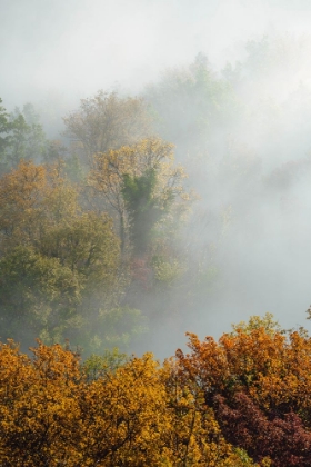 Picture of TREES IN FOG