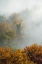 Picture of TREES IN FOG
