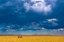 Picture of TWO-HORNED RHINO UNDER A CLOUDY SKY