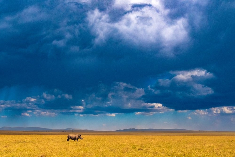 Picture of TWO-HORNED RHINO UNDER A CLOUDY SKY