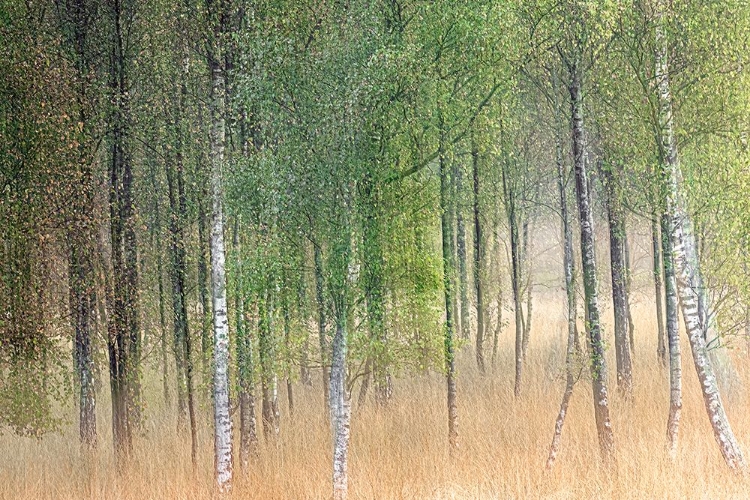 Picture of WAVING TREES