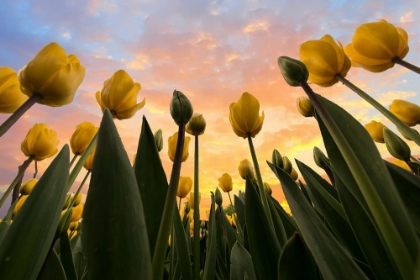 Picture of YELLOW TULIPS...