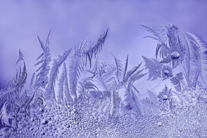 Picture of A GARDEN OF FROST